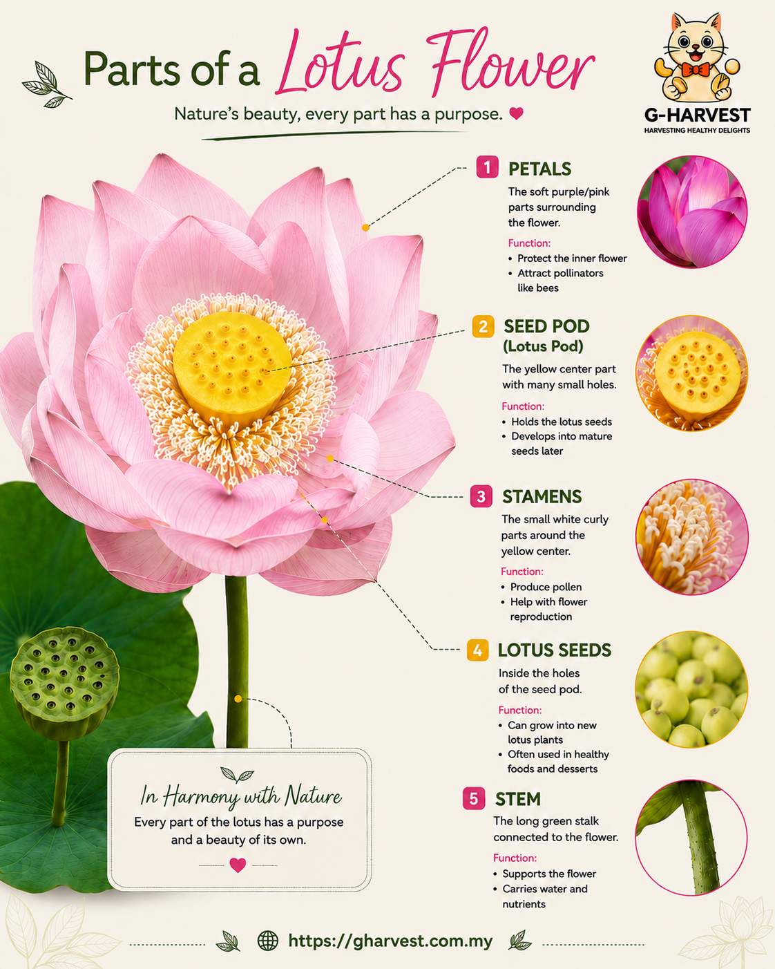 lotus flower tea