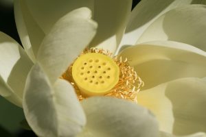 flower, flower wallpaper, lotus, heart, yellow, zen, flower background, nature, beautiful flowers, pond, petals, beauty